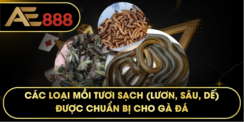 các loại mồi tươi sạch (lươn, sâu, dế) được chuẩn bị cho gà đá.