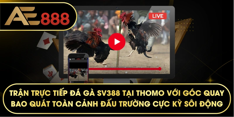 trận trực tiếp đá gà SV388 tại Thomo với góc quay bao quát toàn cảnh đấu trường cực kỳ sôi động.